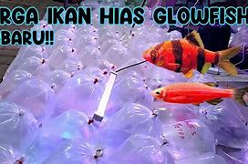 Ikan Hias Terbaru 2024